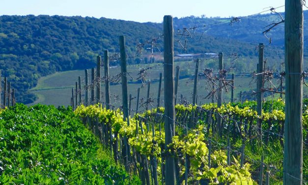 Nastagio, the new single vineyard Brunello by Col d’Orcia