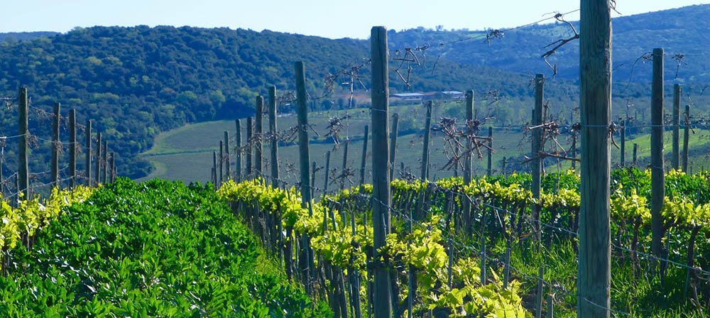 Nastagio, the new single vineyard Brunello by Col d’Orcia