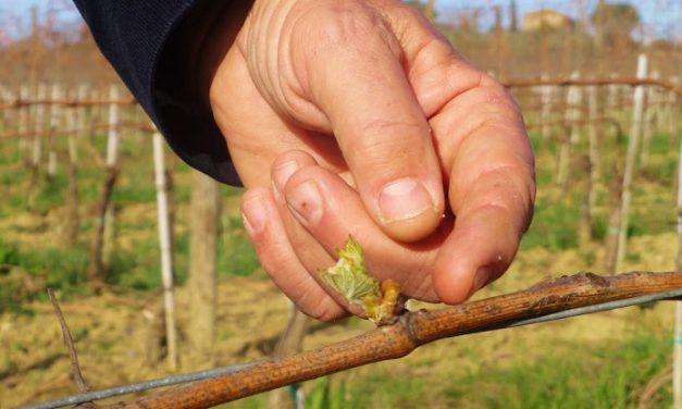 The spring starts at Col d’Orcia