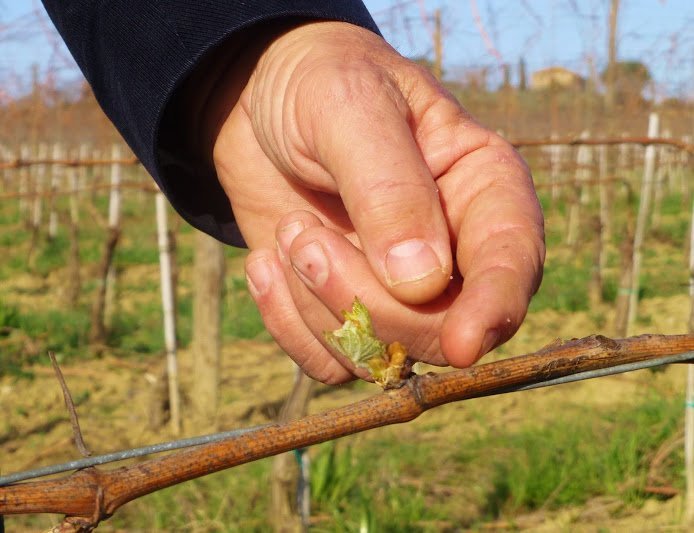 The spring starts at Col d’Orcia